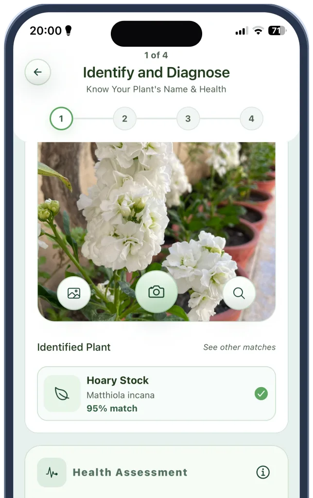 Verdora identifying a plant from a photo and showing the likely match