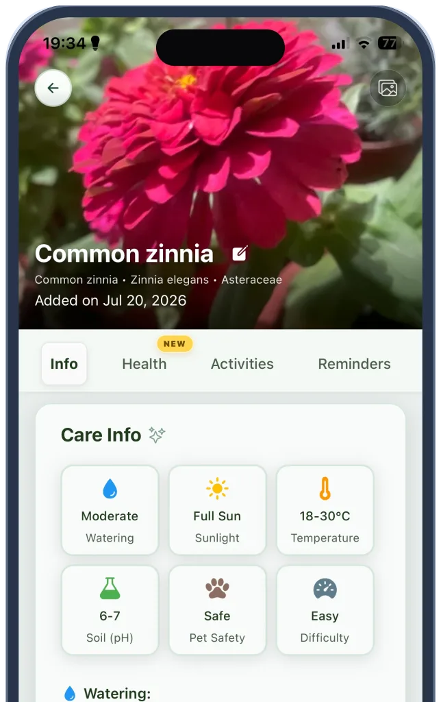 Verdora plant care guide covering watering, sunlight, temperature, soil, and pet safety